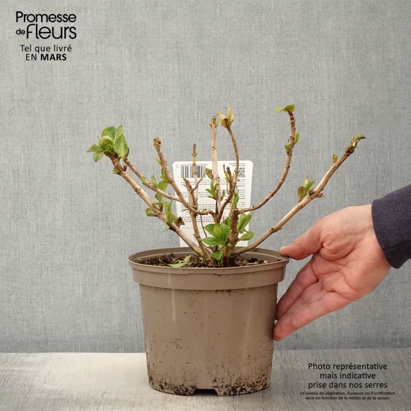 Hortensia macrophylla Freudenstein - Hydrangea Maceta 2L/3L Ejemplar entregado en la primavera