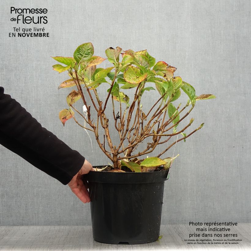 Ejemplar de Hortensia macrophylla King George V - Hydrangea Maceta 7,5L/10L entregado en otoño
