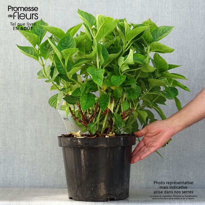 Ejemplar de Hortensia macrophylla King George V - Hydrangea Maceta 7,5L/10L entregado en verano