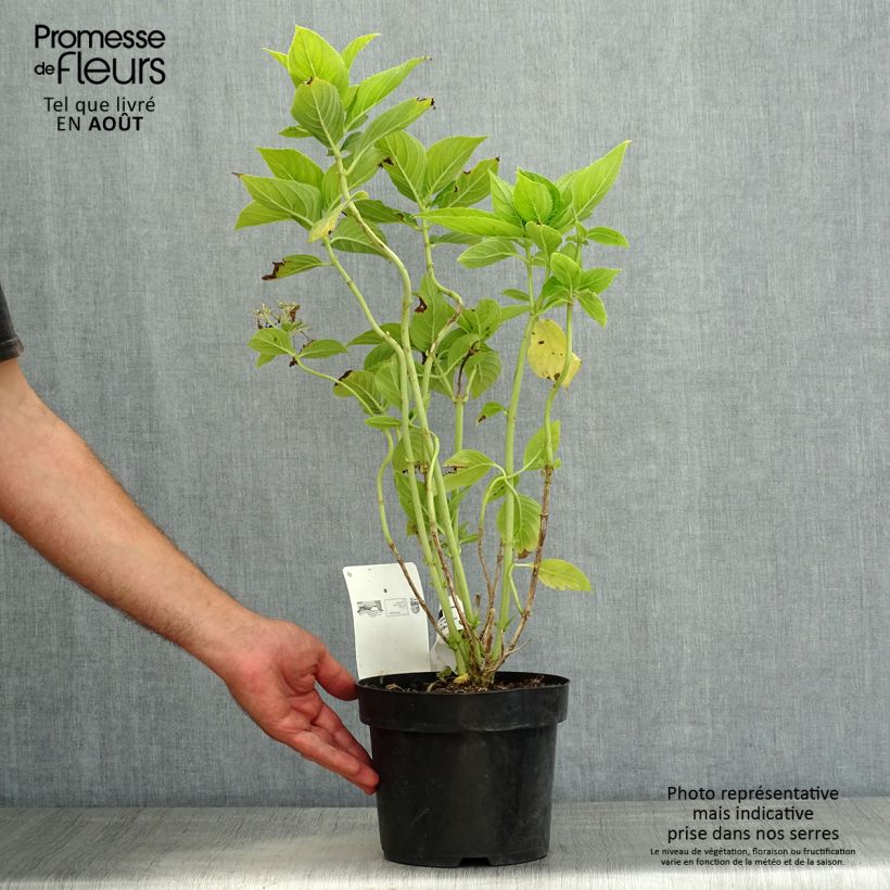 Ejemplar de Hortensia macrophylla Lanarth White - Hydrangea Maceta 2L/3L entregado en verano