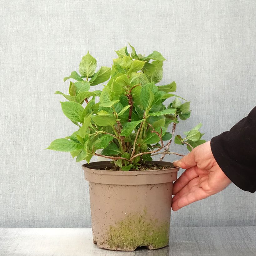 Hortensia macrophylla Lanarth White - Hydrangea Maceta 2L/3L Ejemplar entregado en la primavera