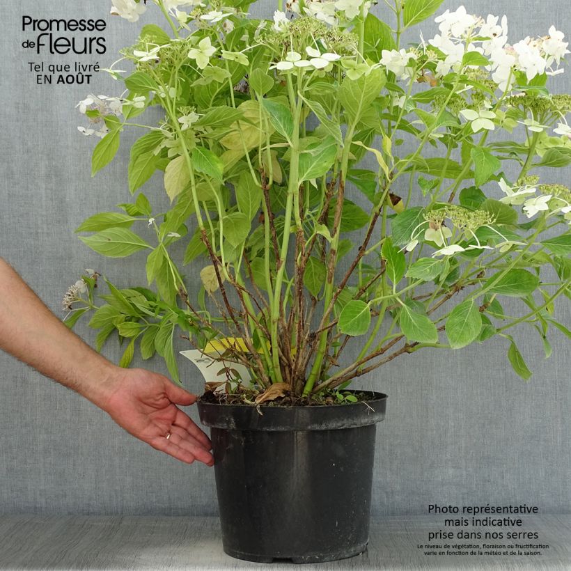 Ejemplar de Hortensia macrophylla Lanarth White - Hydrangea Maceta 7,5L/10L entregado en verano