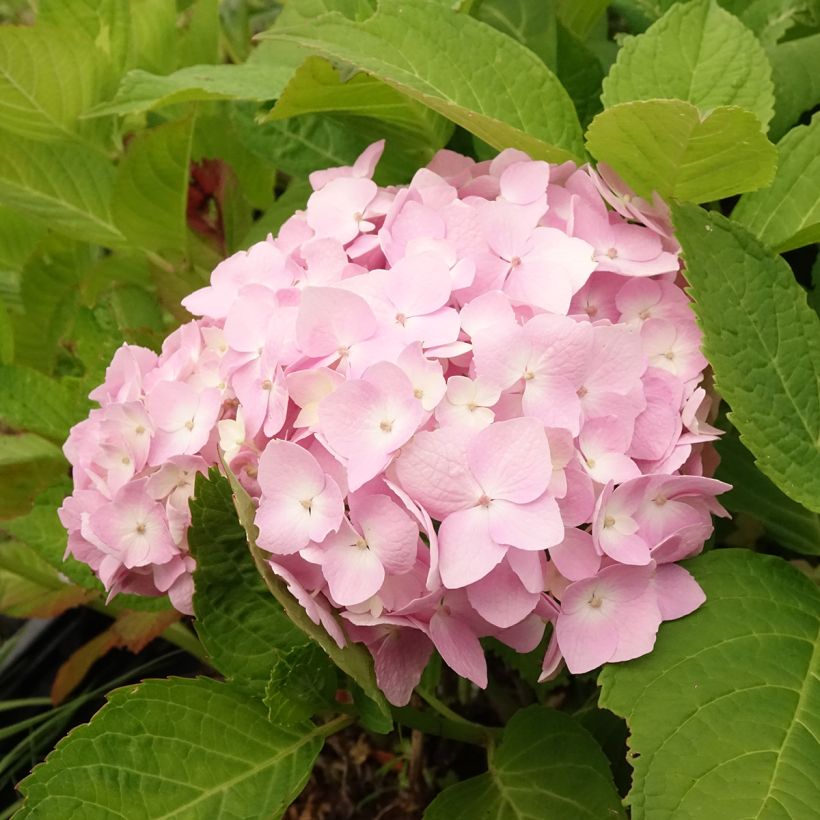 Hortensia macrophylla Madame Plumecoq - Hydrangea (Floración)