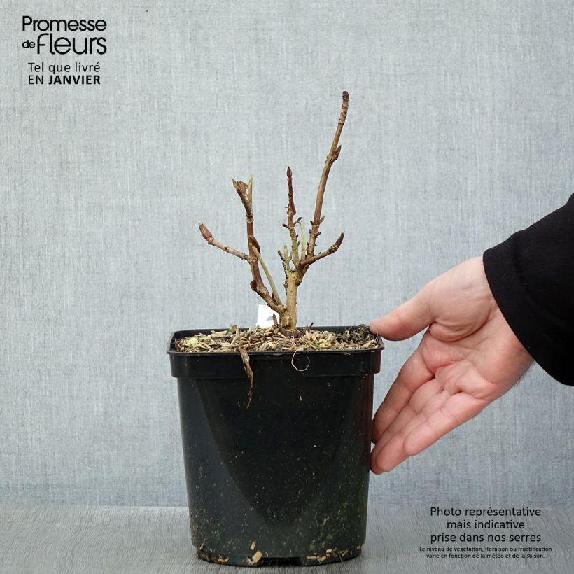 Hortensia macrophylla Madame Plumecoq - Hydrangea Maceta 2L/3L Ejemplar entregado en invierno