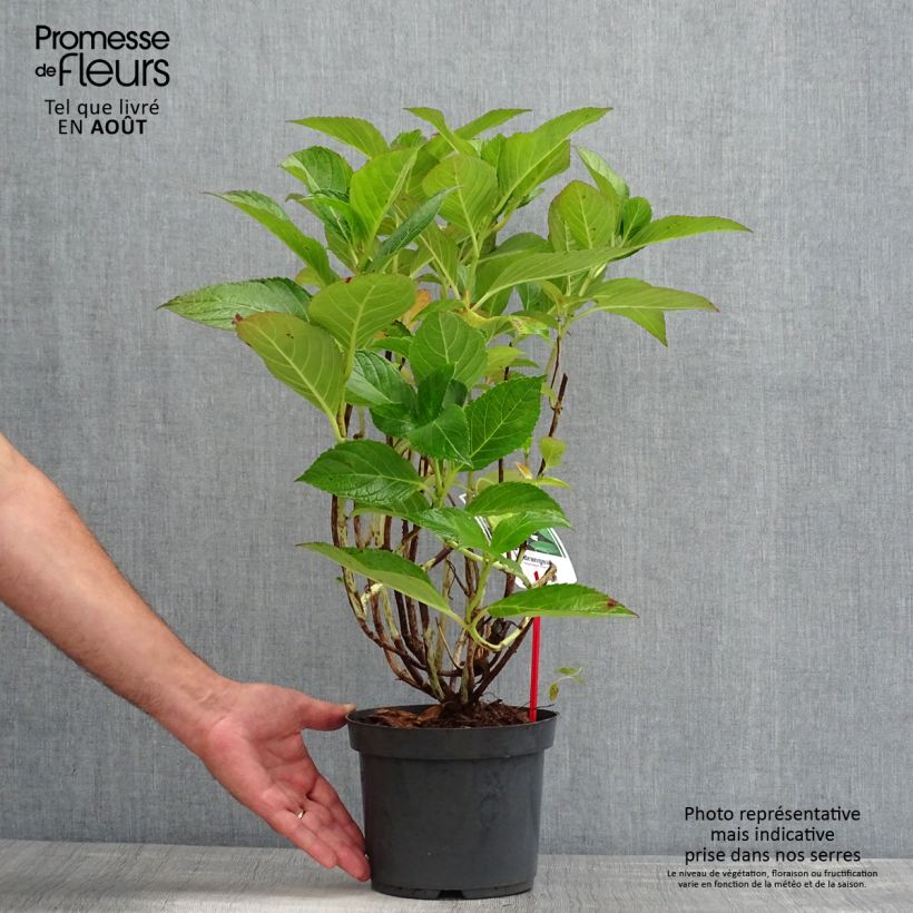 Ejemplar de Hortensia macrophylla Mariesii Perfecta - Hydrangea Maceta 2L/3L entregado en verano