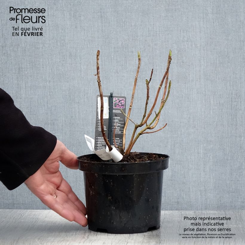 Hortensia macrophylla Mariesii Perfecta - Hydrangea Maceta 2L/3L Ejemplar entregado en invierno