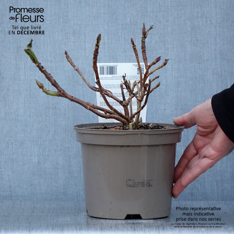 Ejemplar de Hortensia macrophylla Rotkehlchen - Hydrangea Maceta 2L/3L entregado en otoño