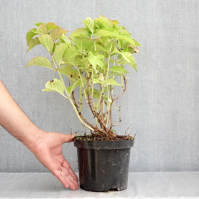 Ejemplar de Hortensia macrophylla Rotkehlchen - Hydrangea Maceta 2L/3L entregado en verano