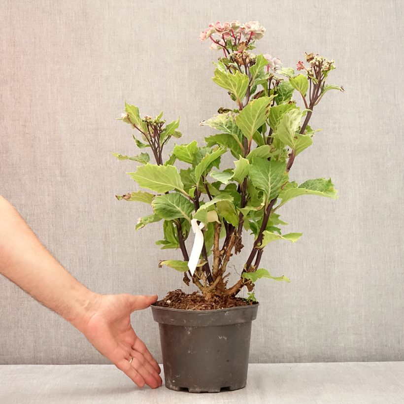Ejemplar de Hortensia macrophylla So Long Aya - Hydrangea Maceta 3L/4L entregado en verano