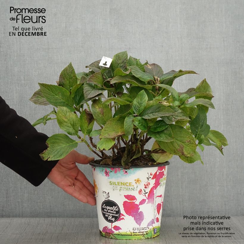 Ejemplar de Hortensia macrophylla Stellar Blue - Hydrangea Maceta 4L/5L entregado en otoño