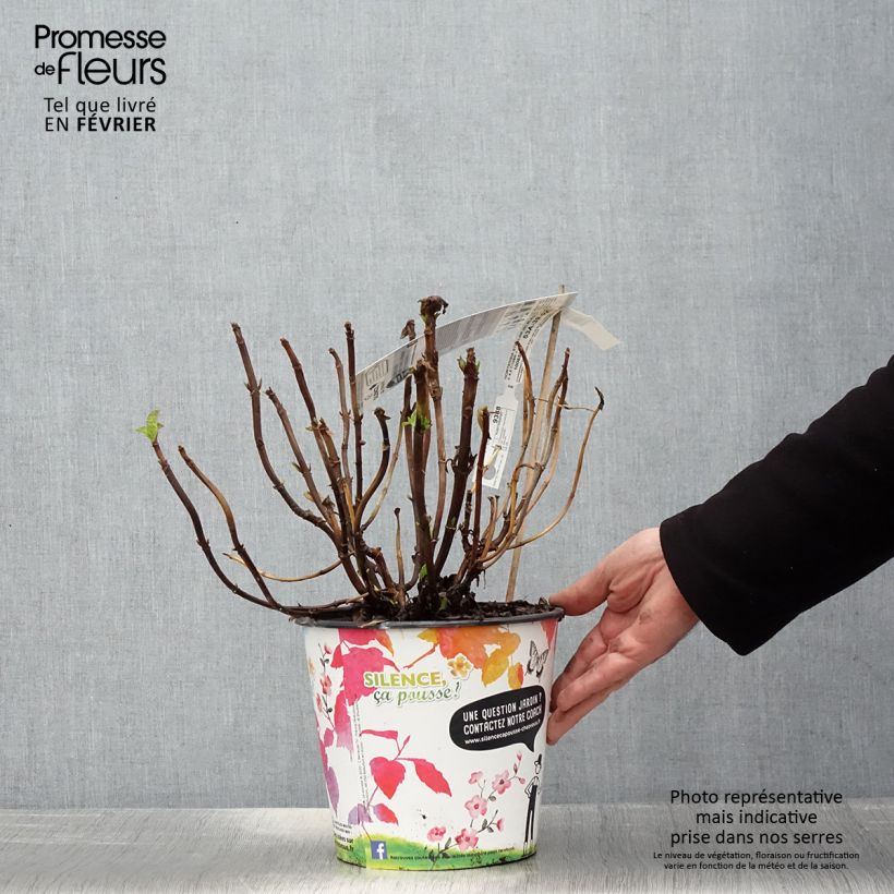 Hortensia macrophylla Stellar Blue - Hydrangea Maceta 4L/5L Ejemplar entregado en invierno