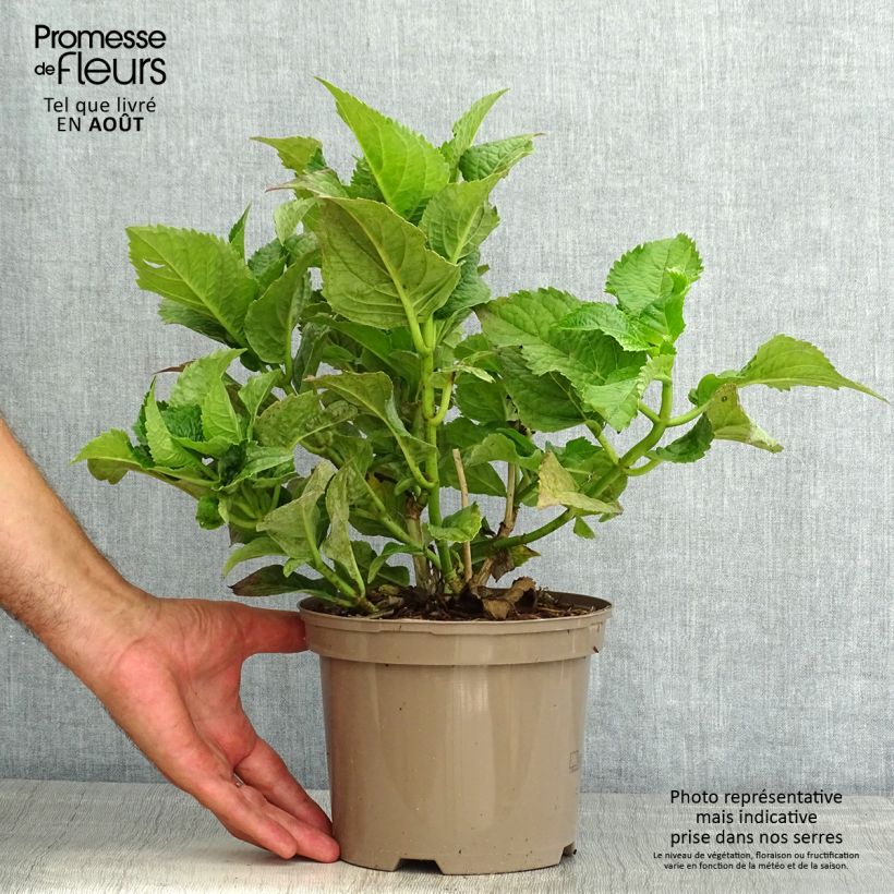 Ejemplar de Hortensia macrophylla Teller Blue - Hydrangea Maceta 2L/3L entregado en verano