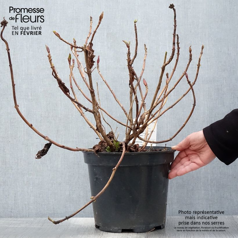 Hortensia macrophylla Teller Red - Hydrangea Maceta 7,5L/10L Ejemplar entregado en invierno