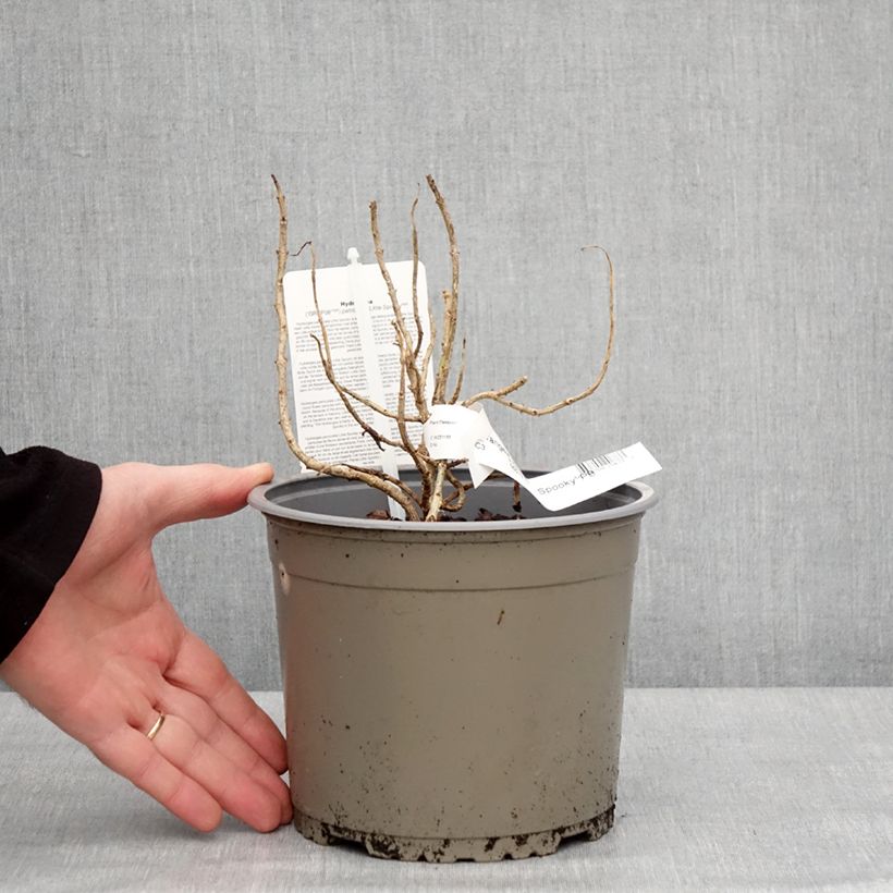 Hortensia paniculata Little Spooky - Hydrangea paniculata Maceta 3L/4L Ejemplar entregado en invierno