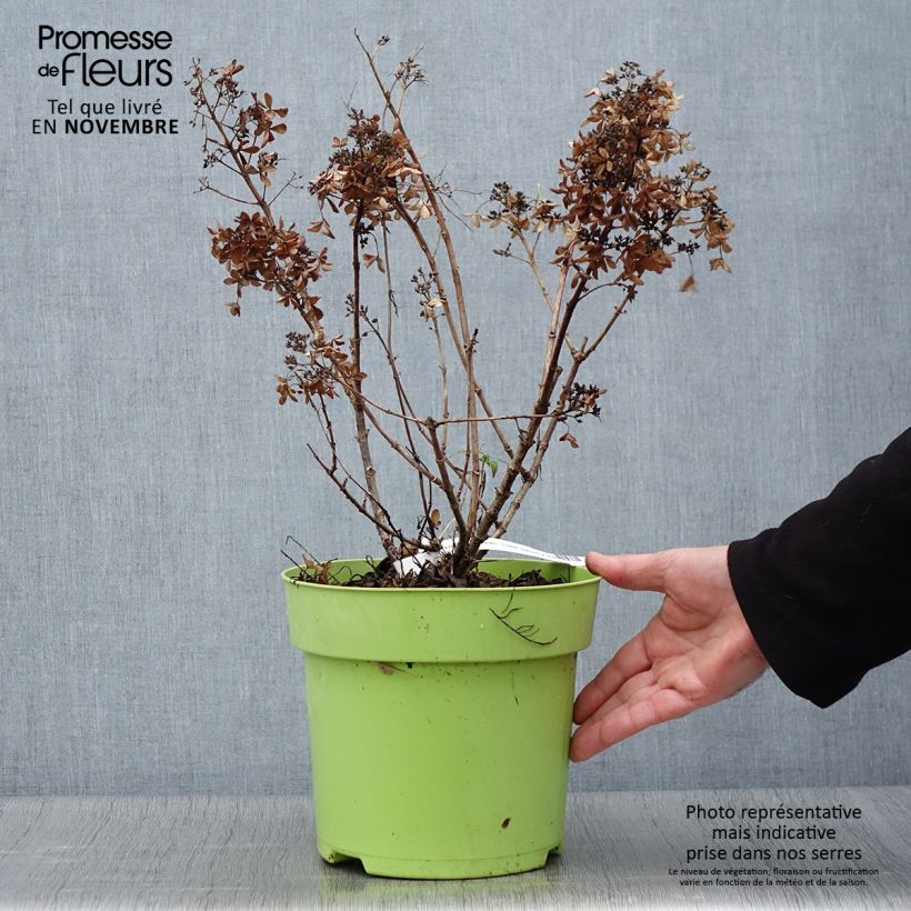 Ejemplar de Hortensia paniculata Little Spooky - Hydrangea paniculata Maceta 3L/4L entregado en otoño