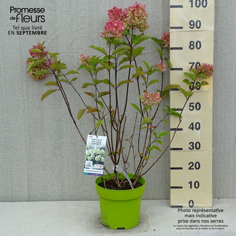 Ejemplar de Hortensia paniculata Little Spooky - Hydrangea paniculata Maceta 3L/4L entregado en verano