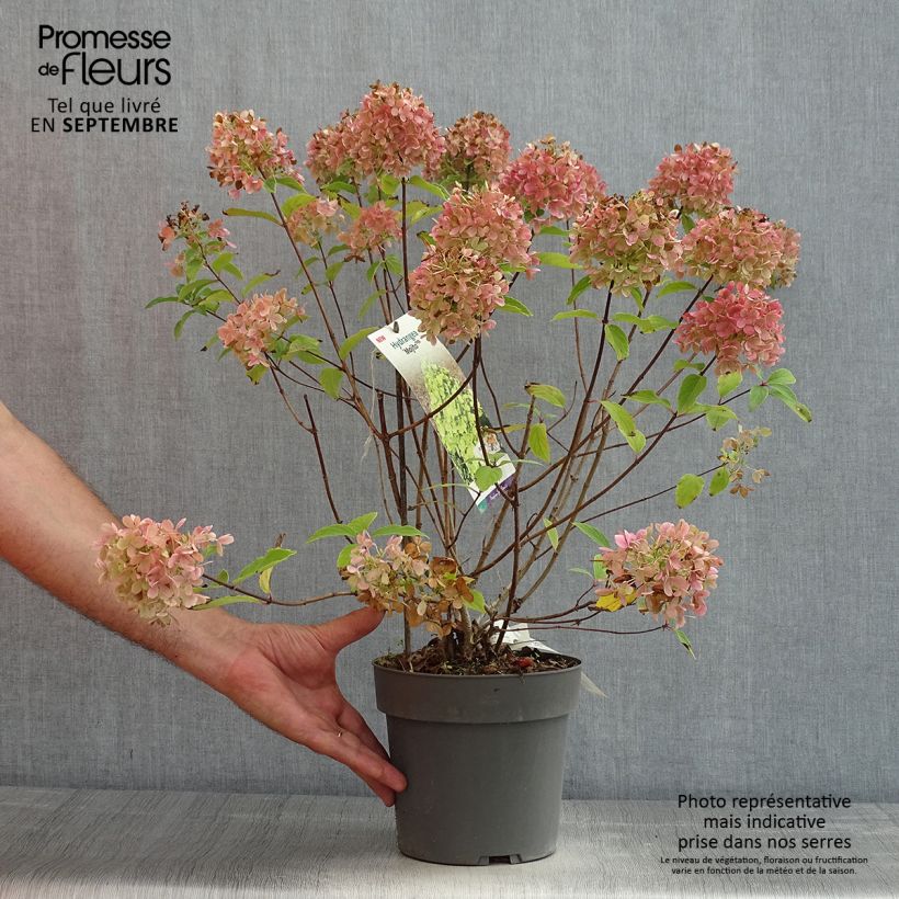 Ejemplar de Hortensia paniculata Mojito - Hydrangea paniculata Maceta 3L/4L entregado en verano