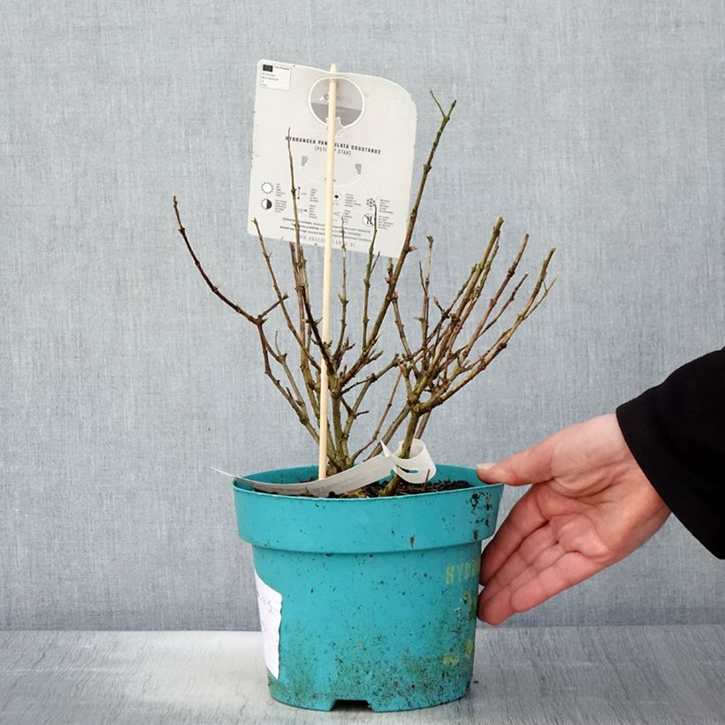 Hortensia paniculata Petite Star - Hydrangea paniculata Maceta 4L/5L Ejemplar entregado en la primavera