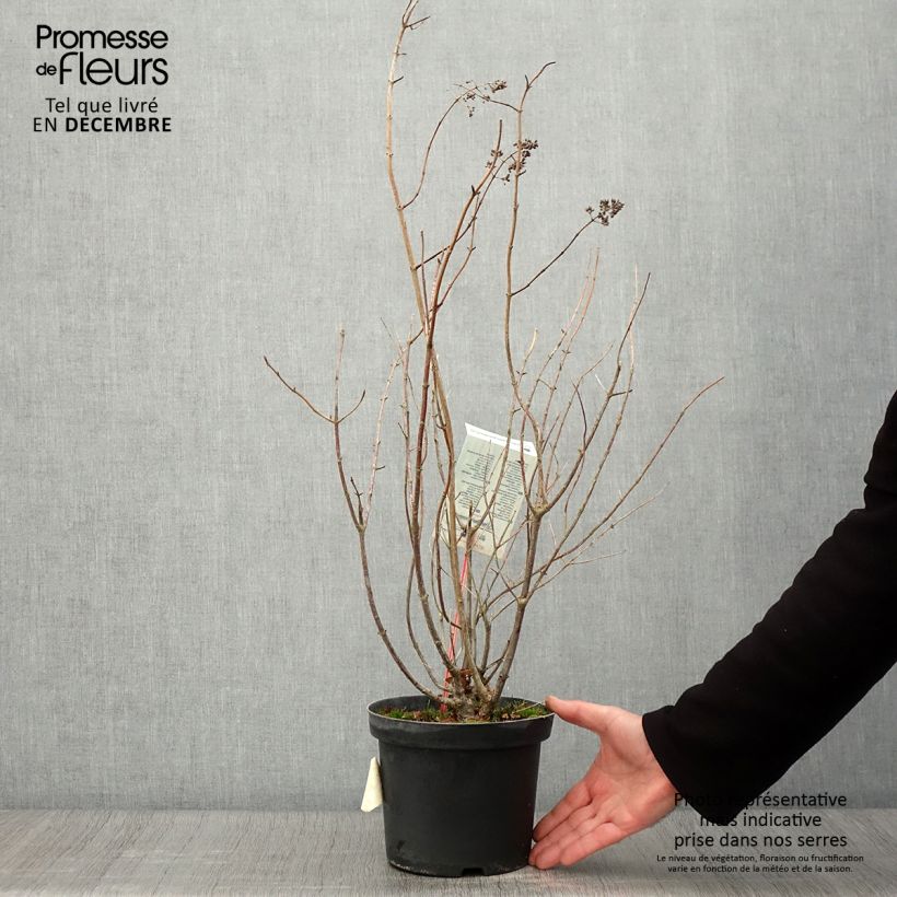 Ejemplar de Hortensia paniculata Tardiva - Hydrangea Maceta 2L/3L entregado en otoño