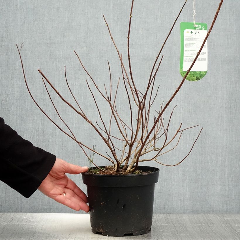 Hortensia paniculata Tardiva - Hydrangea Maceta 2L/3L Ejemplar entregado en la primavera