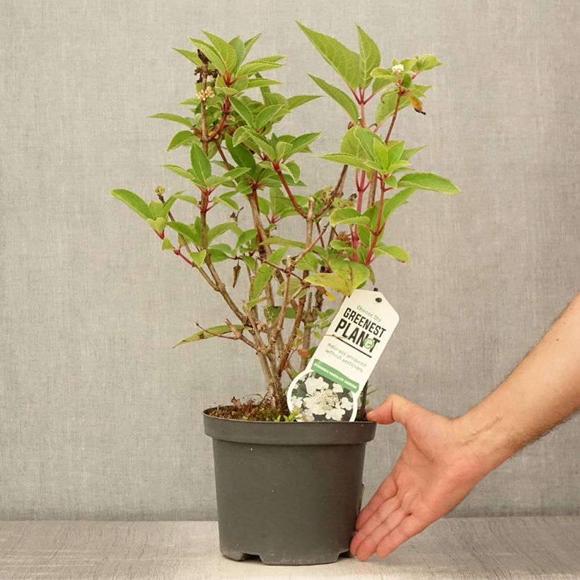 Ejemplar de Hortensia paniculata Dharuma - Hydrangea Maceta 2L/3L entregado en verano