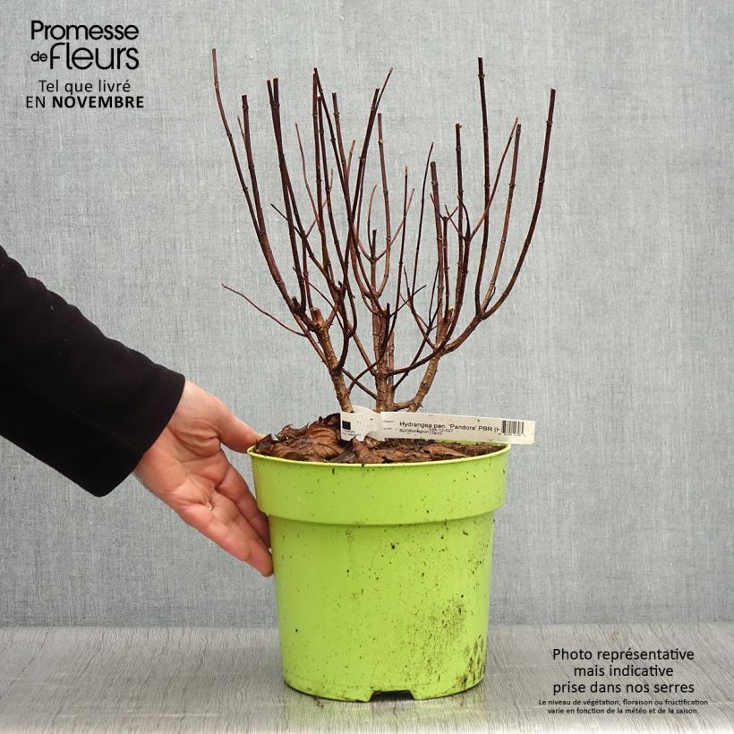 Ejemplar de Hortensia paniculata Pandora - Hydrangea paniculata Maceta 6L/7L entregado en otoño