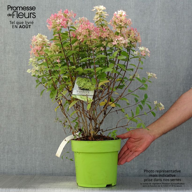 Ejemplar de Hortensia paniculata Pandora - Hydrangea paniculata Maceta 6L/7L entregado en verano