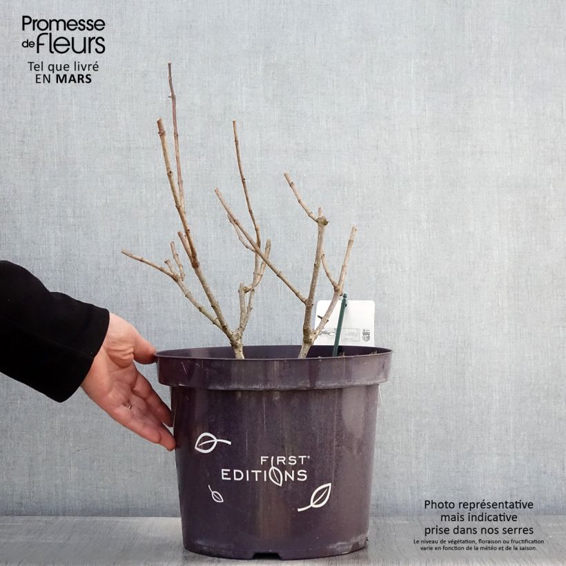 Hortensia paniculata Tickled Pink - Hydrangea paniculata Maceta 7,5L/10L Ejemplar entregado en la primavera