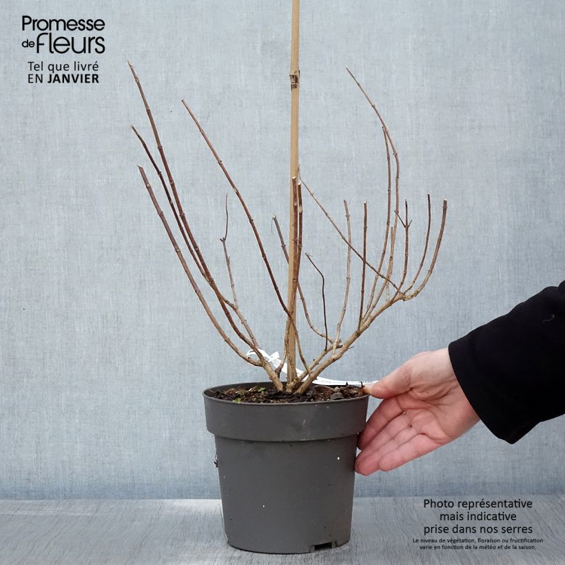 Hortensia paniculata Little Fresco - Hydrangea paniculata Maceta 3L/4L Ejemplar entregado en invierno