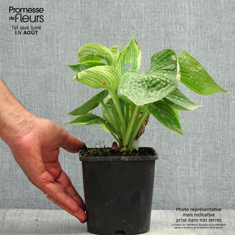 Ejemplar de Hosta Abiqua Drinking Gourd Maceta 1,5L/2L entregado en verano