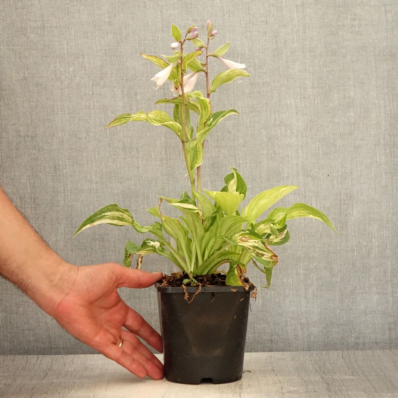 Ejemplar de Hosta fortunei Allegan Fog Maceta 1,5L/2L entregado en verano