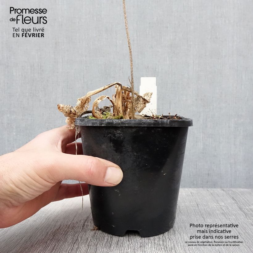 Hosta fortunei Allegan Fog Maceta 1,5L/2L Ejemplar entregado en invierno