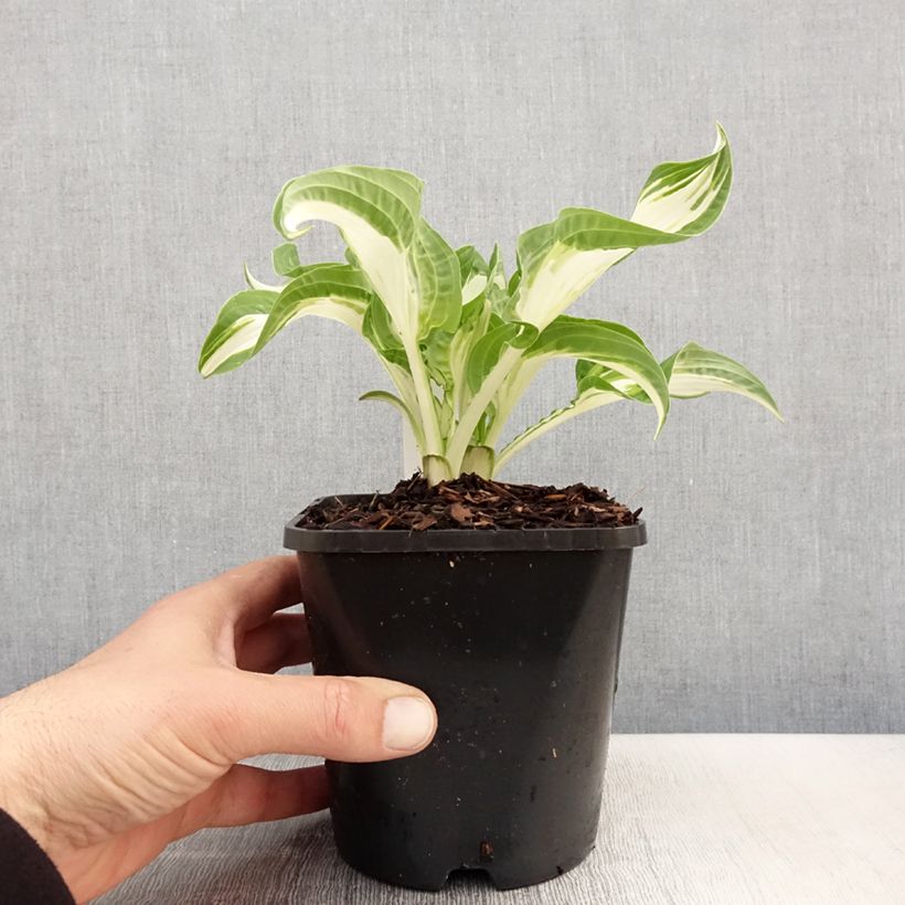 Hosta fortunei Allegan Fog Maceta 1,5L/2L Ejemplar entregado en la primavera