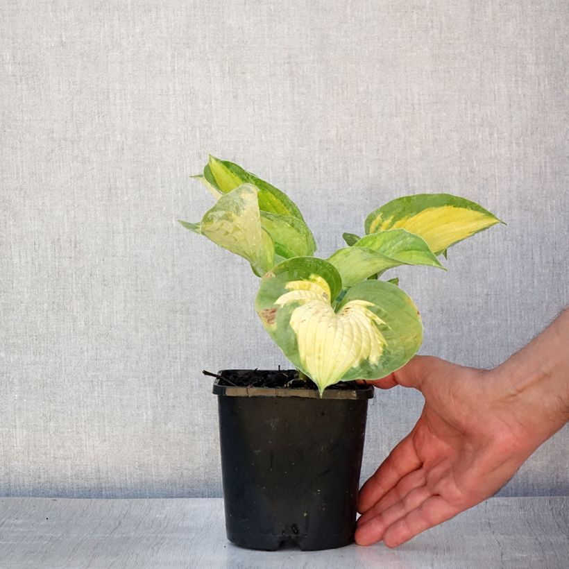 Ejemplar de Hosta Alligator Alley Maceta 1,5L/2L entregado en verano