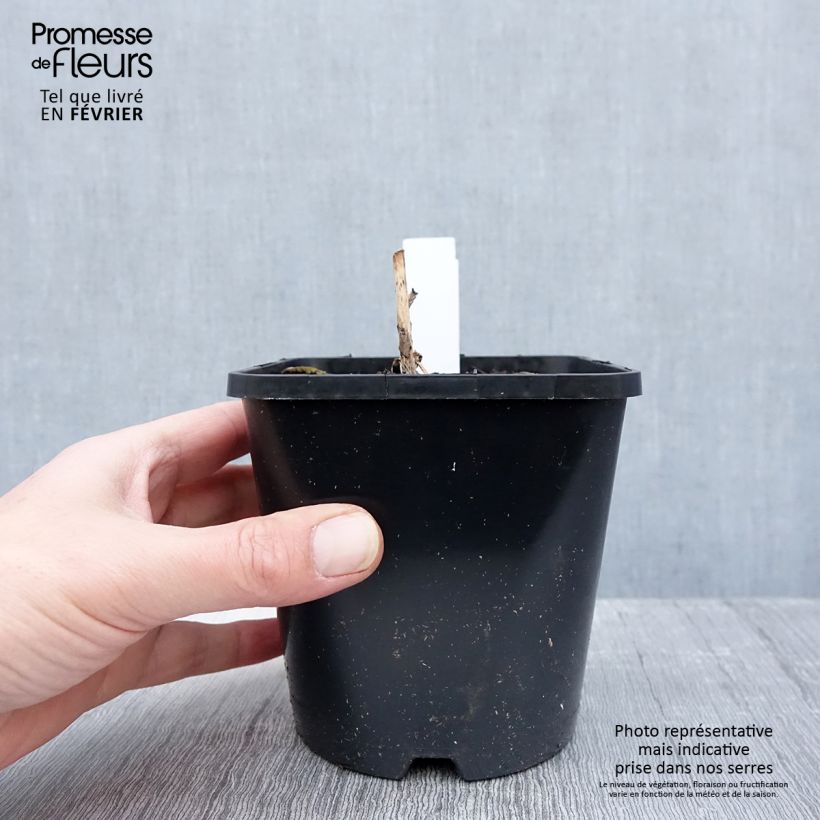 Hosta Almost Maceta 1,5L/2L Ejemplar entregado en invierno