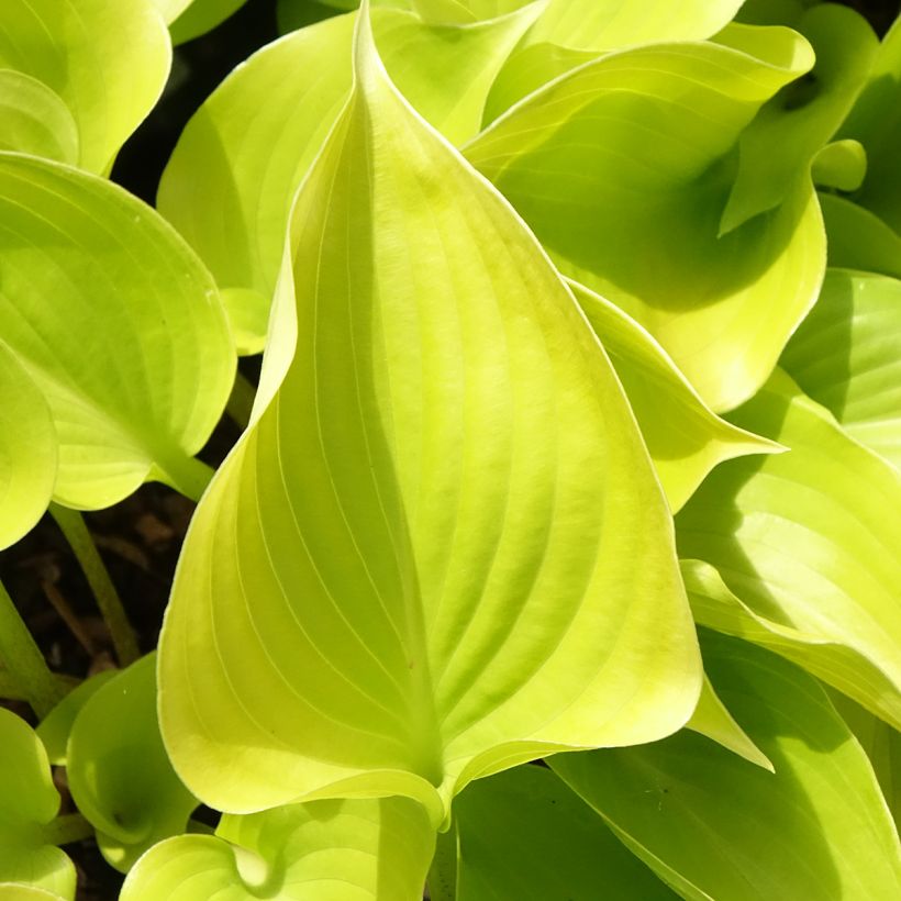 Hosta Appletini (Follaje)