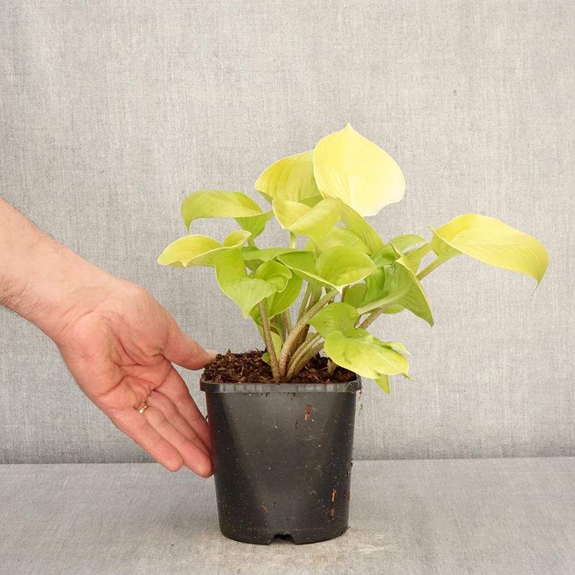 Hosta Appletini Maceta 1,5L/2L Ejemplar entregado en la primavera