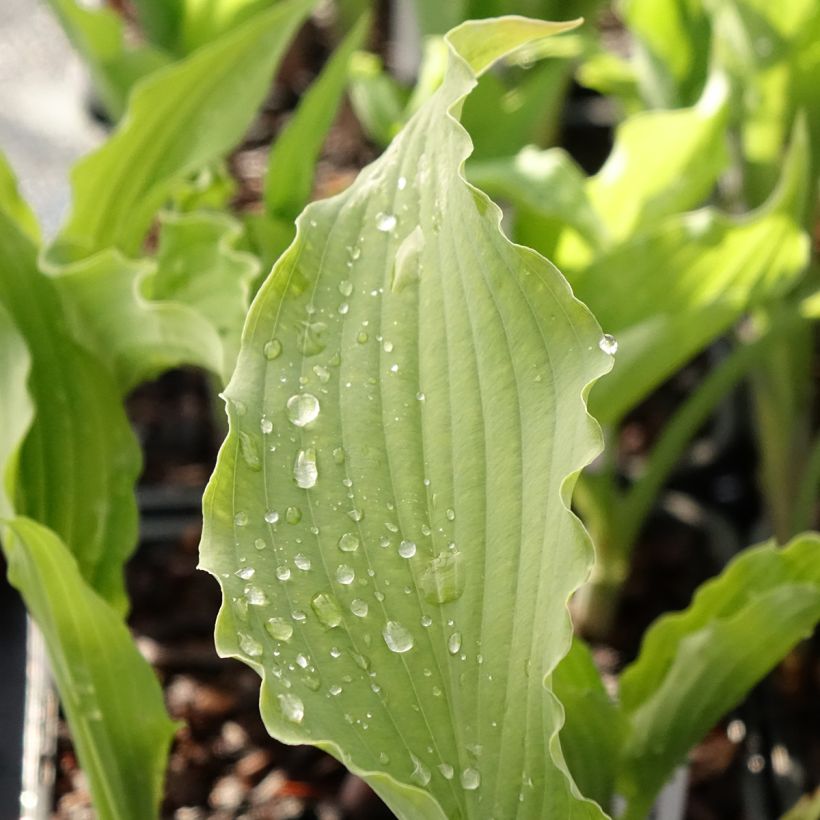 Hosta Atomic Elvis (Follaje)