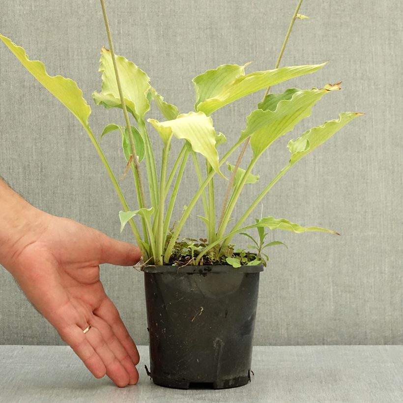 Ejemplar de Hosta Atomic Elvis Pot de 1,5L/2L entregado en verano