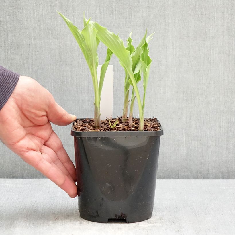 Hosta Atomic Elvis Maceta 1,5L/2L Ejemplar entregado en la primavera