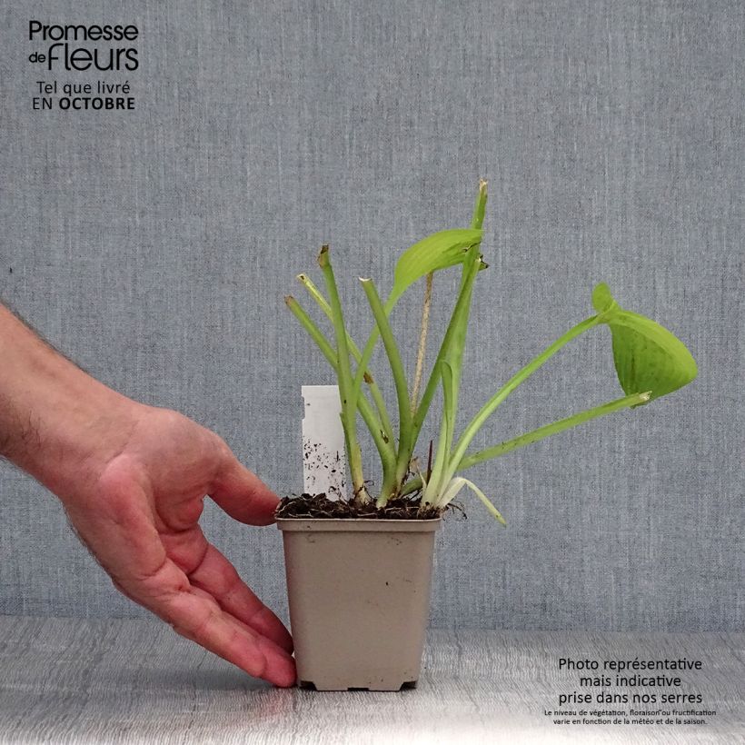 Ejemplar de Hosta August Moon Maceta de 8/9 cm entregado en otoño