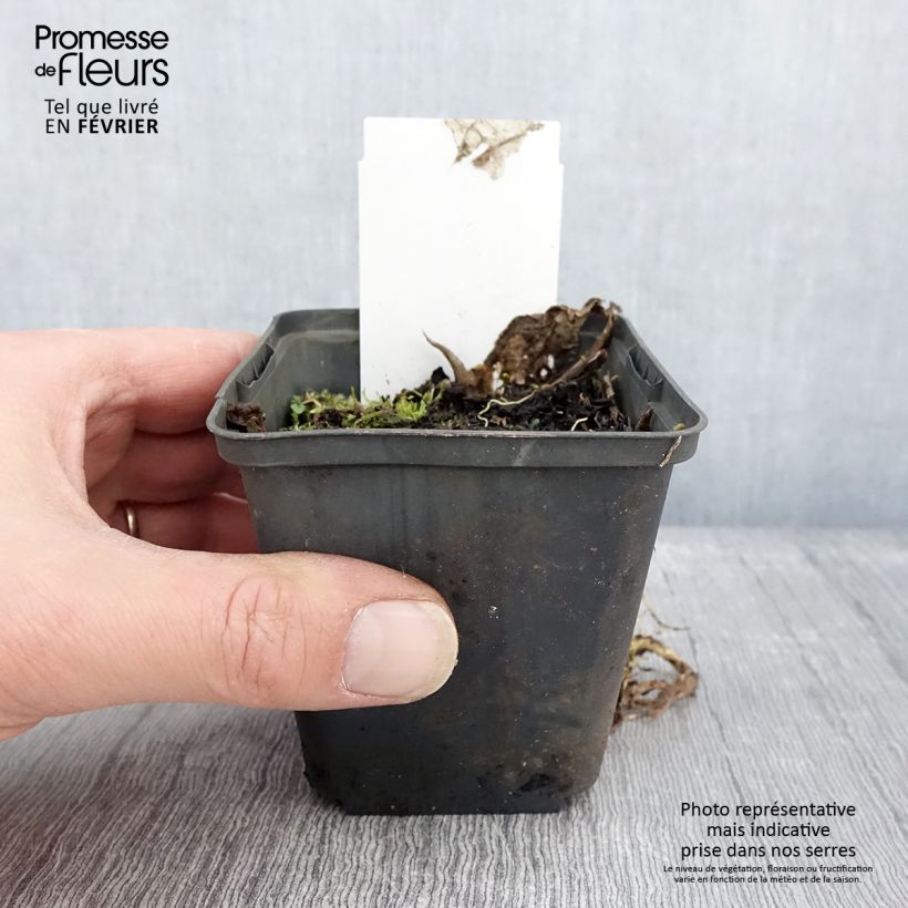 Hosta Austin Dickinson Maceta de 8/9 cm Ejemplar entregado en invierno