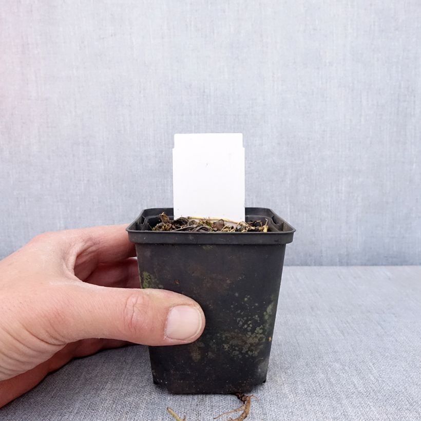 Hosta Austin Dickinson Maceta de 8/9 cm Ejemplar entregado en la primavera