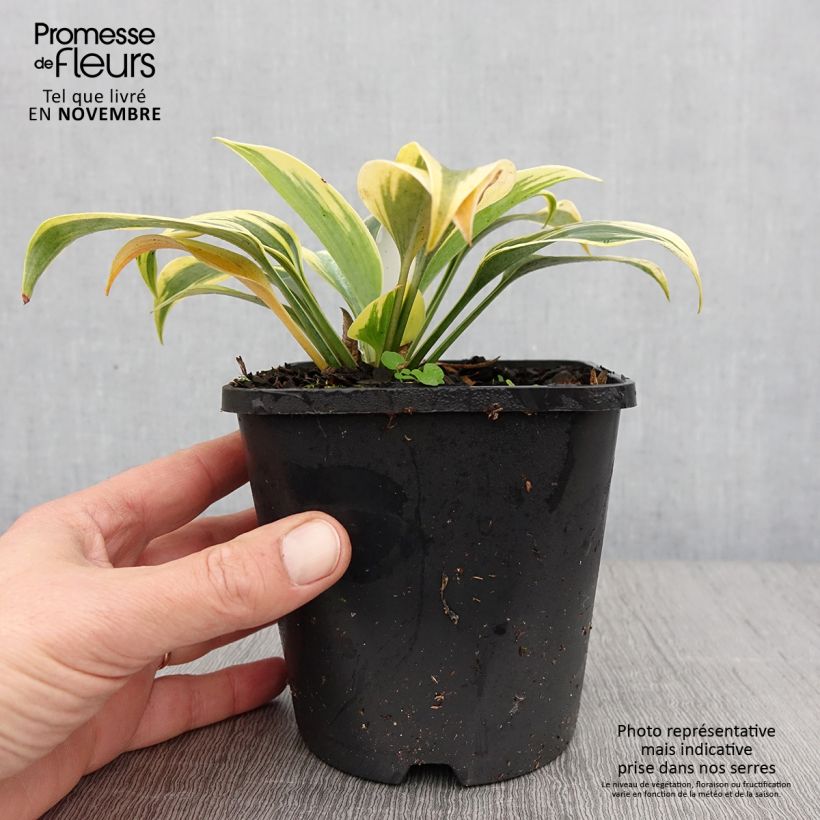 Ejemplar de Hosta Autumn Frost Maceta 1,5L/2L entregado en otoño