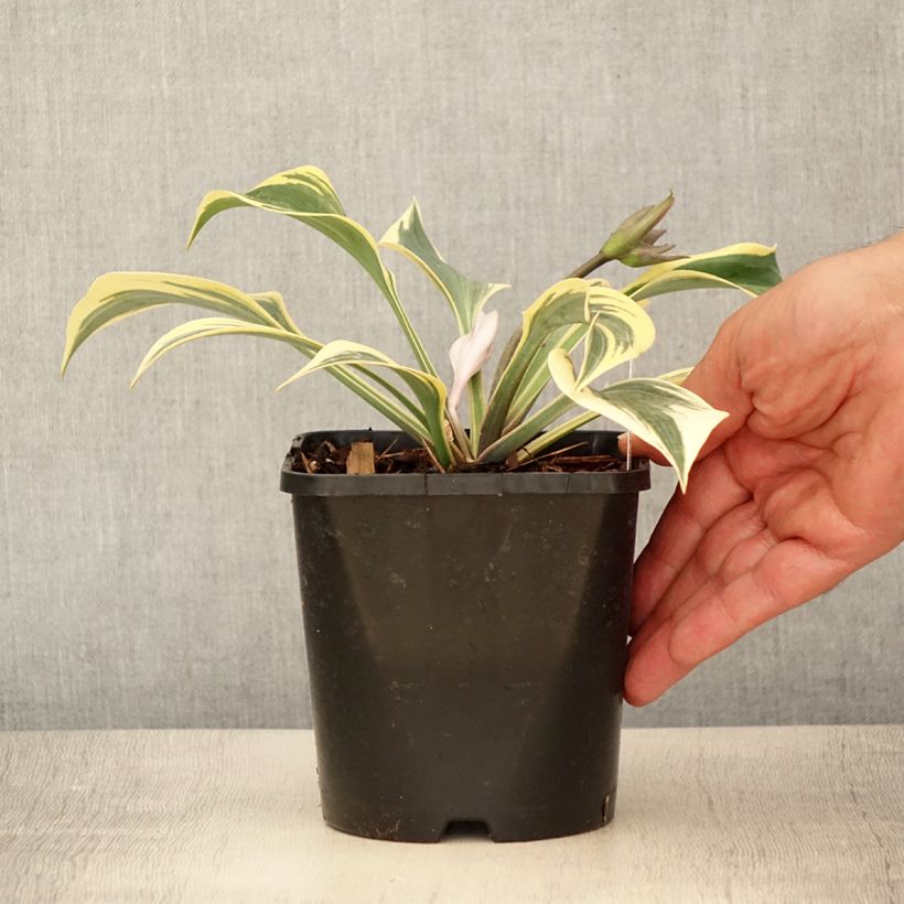 Ejemplar de Hosta Autumn Frost Maceta 1,5L/2L entregado en verano