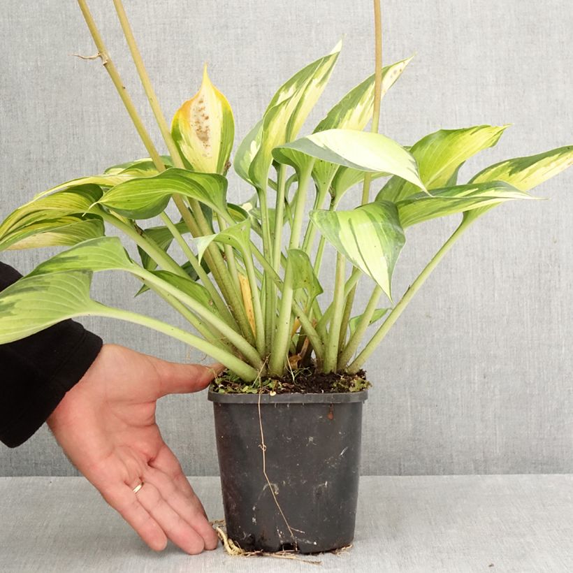 Ejemplar de Hosta Ayesha Maceta 1,5L/2L entregado en otoño