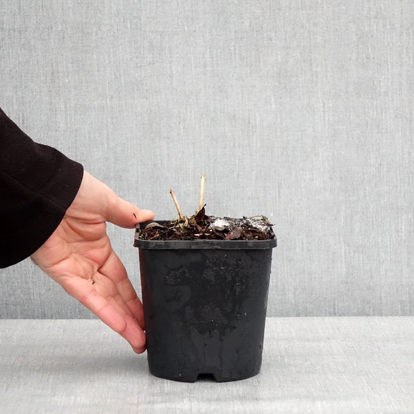 Hosta Ayesha Maceta 1,5L/2L Ejemplar entregado en invierno