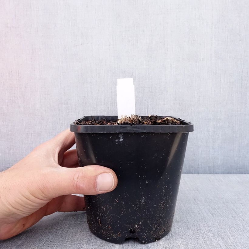 Hosta Ayesha Maceta 1,5L/2L Ejemplar entregado en la primavera