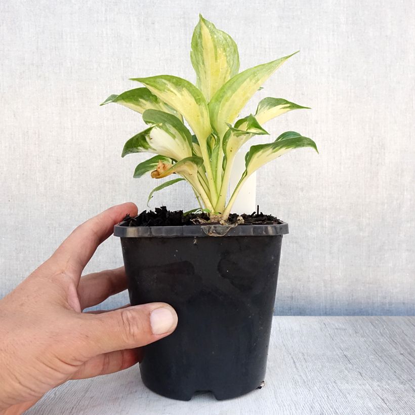 Ejemplar de Hosta Beach Boy Maceta 1,5L/2L entregado en verano