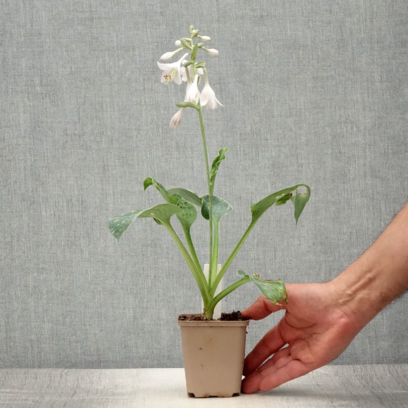 Ejemplar de Hosta Big Mama Maceta de 8/9 cm entregado en verano